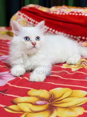 ১-৩ মাসের ফিমেল পিউর পারসিয়ান