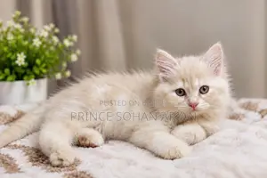 ১-৩ মাসের ফিমেল পিউর পারসিয়ান