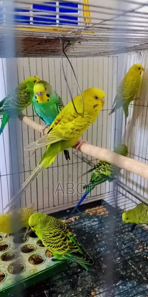 বাজিগার পাখি বিক্রি করা হবে