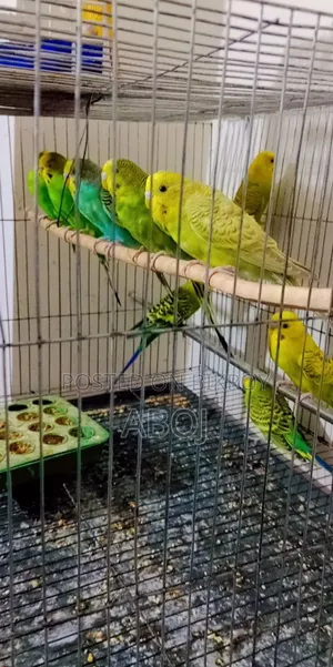 বাজিগার পাখি বিক্রি করা হবে