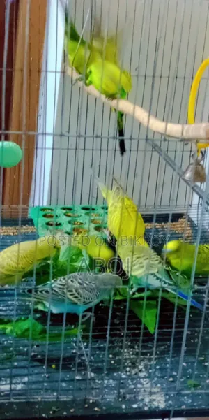 বাজিগার পাখি বিক্রি করা হবে