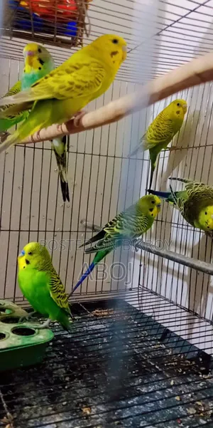 বাজিগার পাখি বিক্রি করা হবে