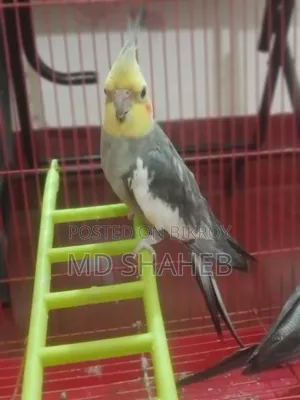 ককাটেল পাখি