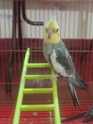 ককাটেল পাখি