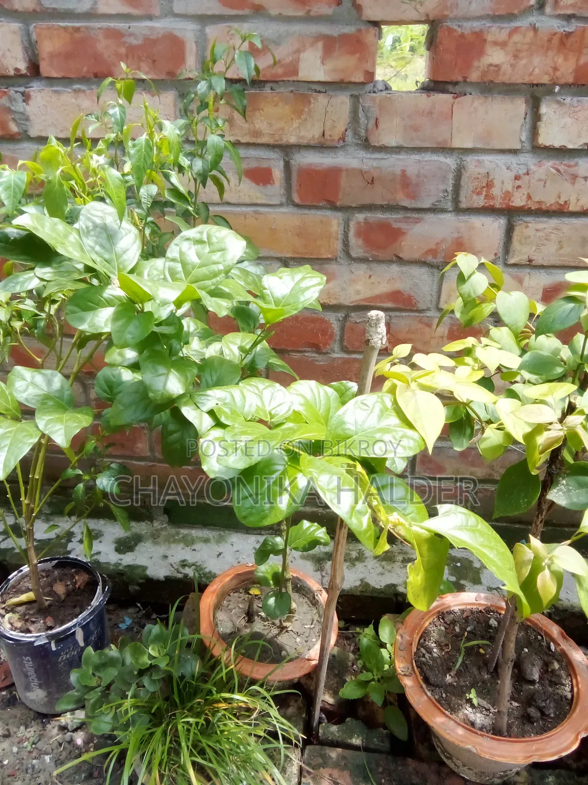 বেলি ফুল গাছ