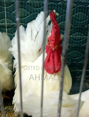 Show Quality Japanese Bantam