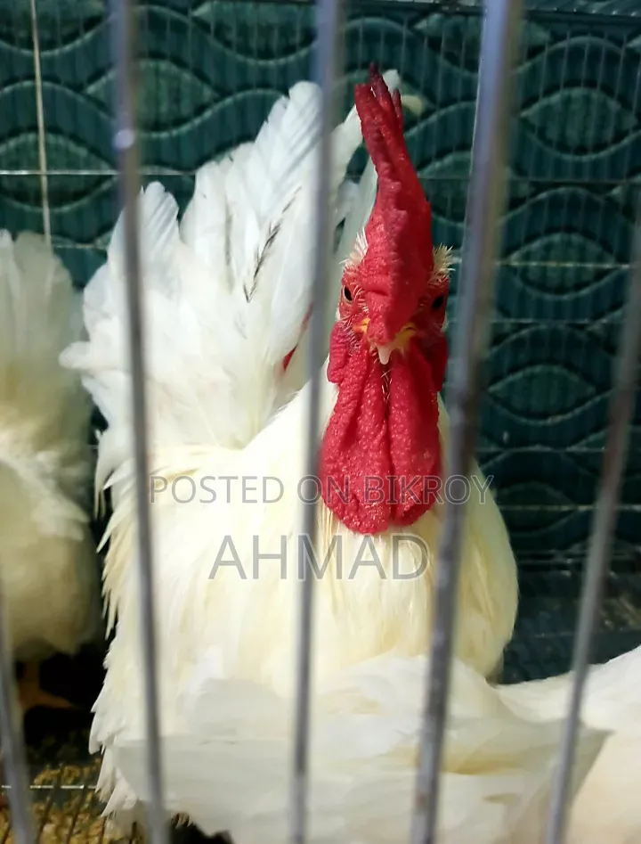 Show Quality Japanese Bantam