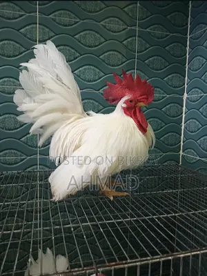 Show Quality Japanese Bantam