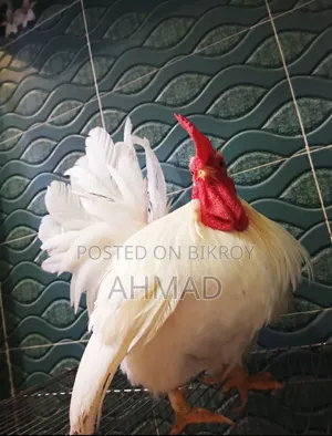 Show Quality Japanese Bantam