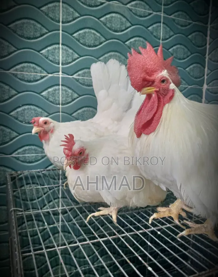 Show Quality Japanese Bantam