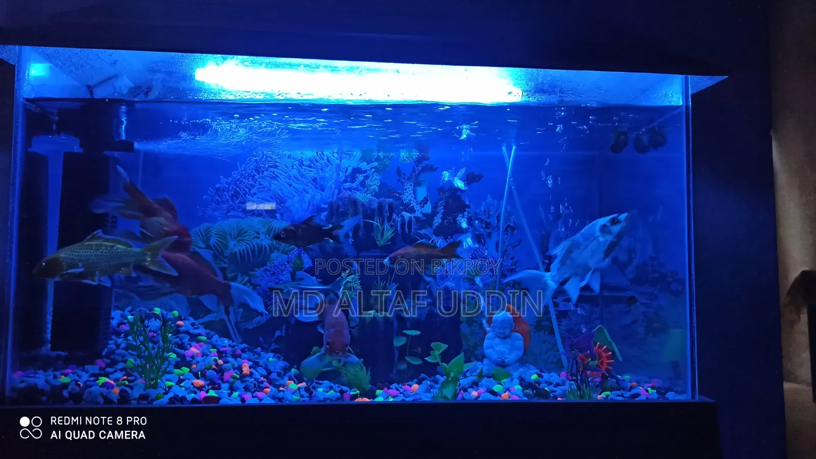 Fish Aquarium.