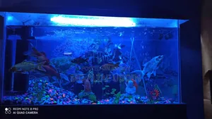 Fish Aquarium.
