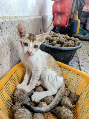১-৩ মাসের ফিমেল পিউরব্রেড বেঙ্গল