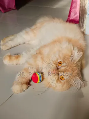 ১+ বছর বয়সী পুরুষ পিওরব্রেড পার্সিয়ান