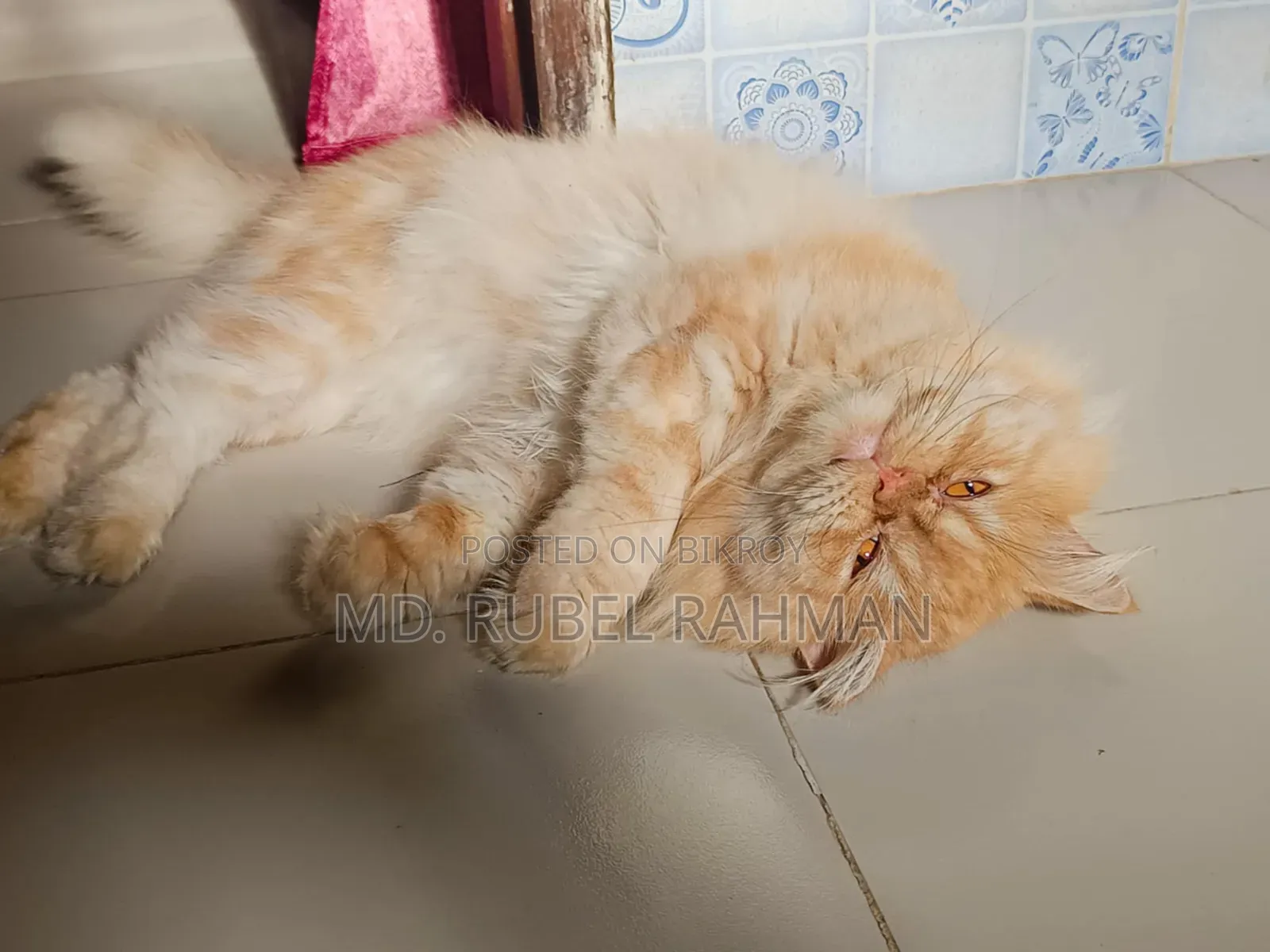 ১+ বছর বয়সী পুরুষ পিওরব্রেড পার্সিয়ান