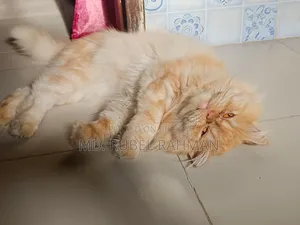 ১+ বছর বয়সী পুরুষ পিওরব্রেড পার্সিয়ান