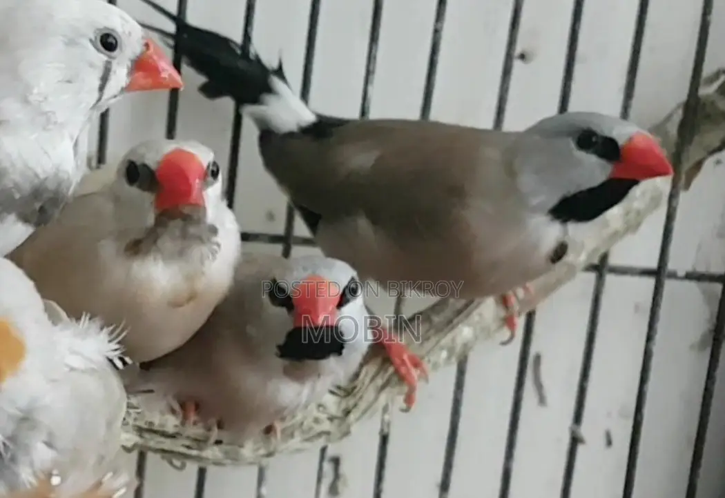 মেইল লংটেইল ফিঞ্চ