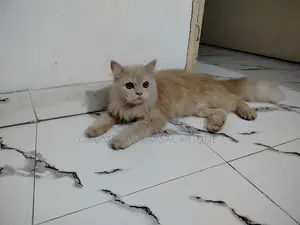 6-12 months Male Purebred Persian