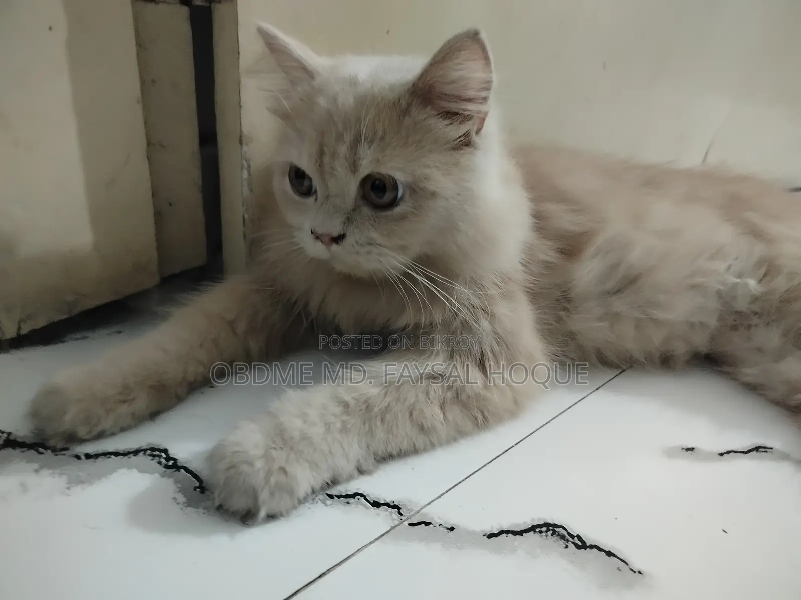 6-12 months Male Purebred Persian