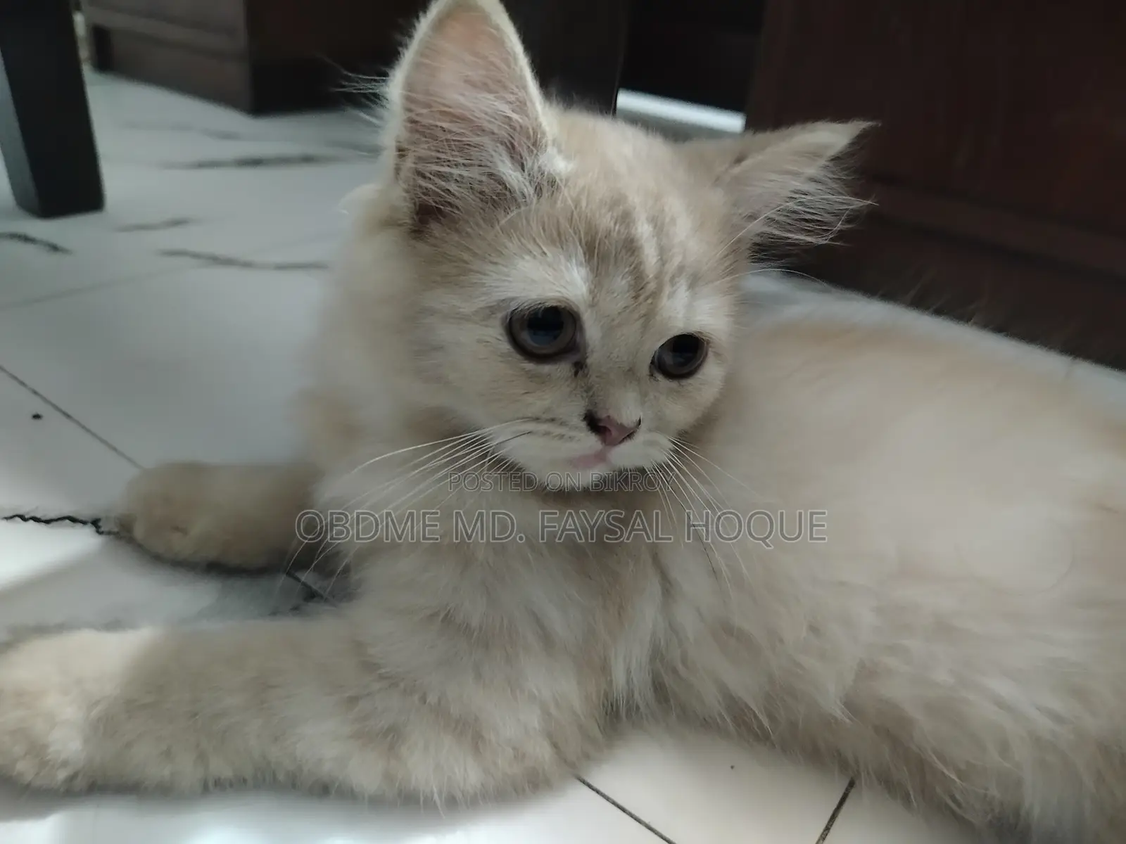 ১-৩ মাস বয়সী খাঁটি জাতের নারী পার্সিয়ান