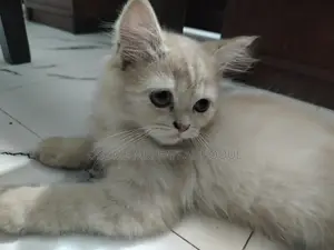 ১-৩ মাস বয়সী খাঁটি জাতের নারী পার্সিয়ান