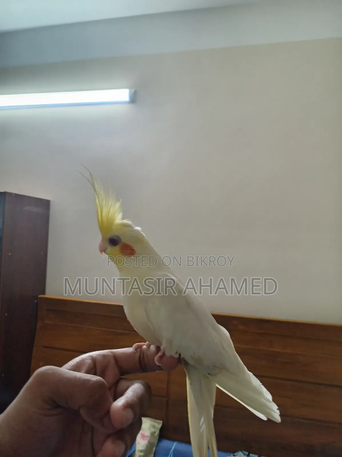 Lutino Cockatiel (Male)