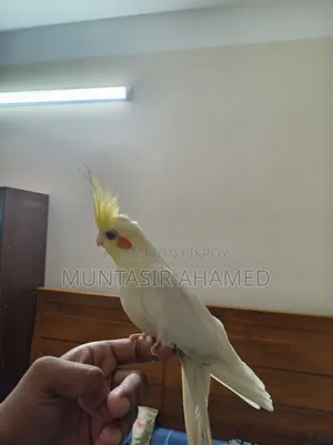 Lutino Cockatiel (Male)