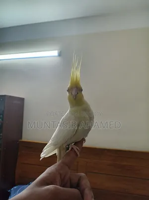 Lutino Cockatiel (Male)