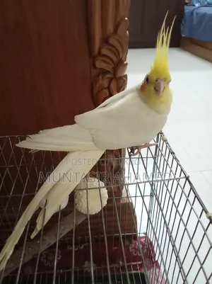 Lutino Cockatiel (Male)