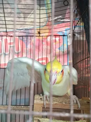 ককাটেল বার্ড