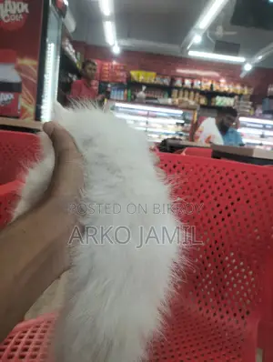 ১-৩ মাসের খাঁটি পার্সিয়ান মাদি বিড়াল