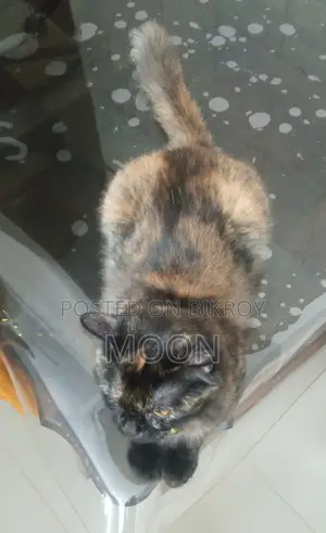 ১+ বছরের ফিমেল পিওরব্রেড পার্সিয়ান বিড়াল