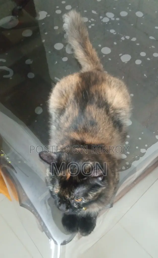 ১+ বছরের ফিমেল পিওরব্রেড পার্সিয়ান বিড়াল
