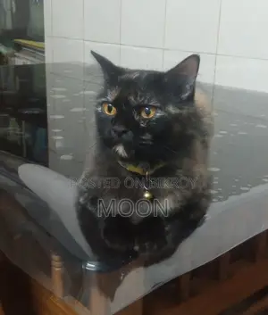 ১+ বছরের ফিমেল পিওরব্রেড পার্সিয়ান বিড়াল