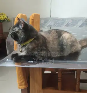 ১+ বছরের ফিমেল পিওরব্রেড পার্সিয়ান বিড়াল