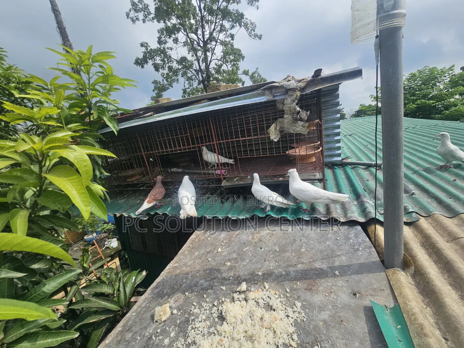 Pigeons and Iron Cage