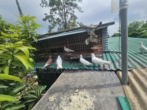 Pigeons and Iron Cage