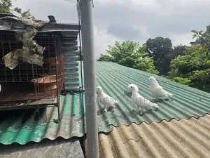 Pigeons and Iron Cage