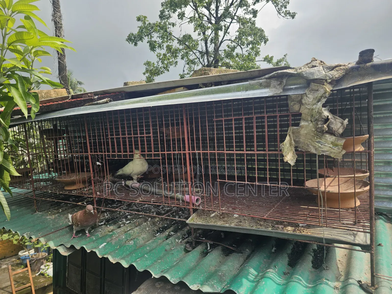 Pigeons and Iron Cage