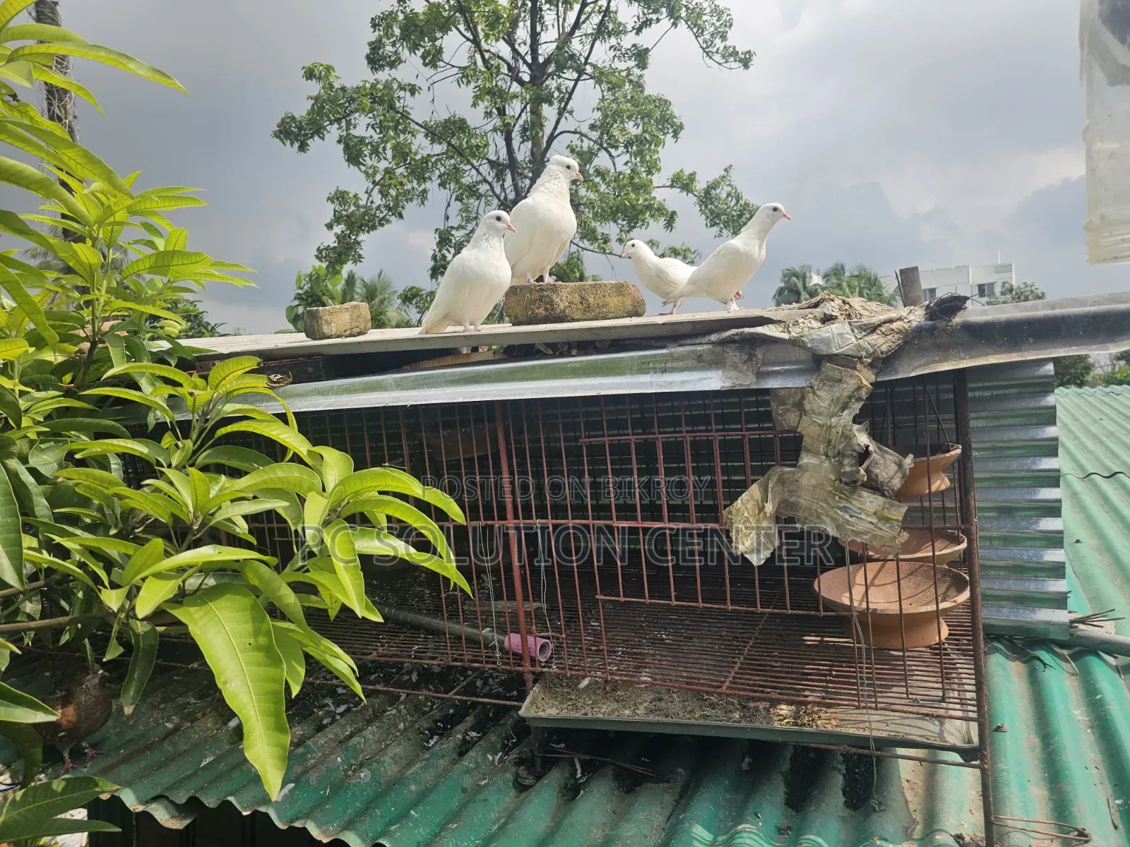 Pigeons and Iron Cage