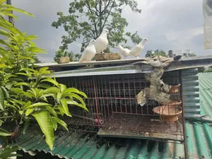 Pigeons and Iron Cage