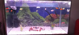 Fish Aquarium
