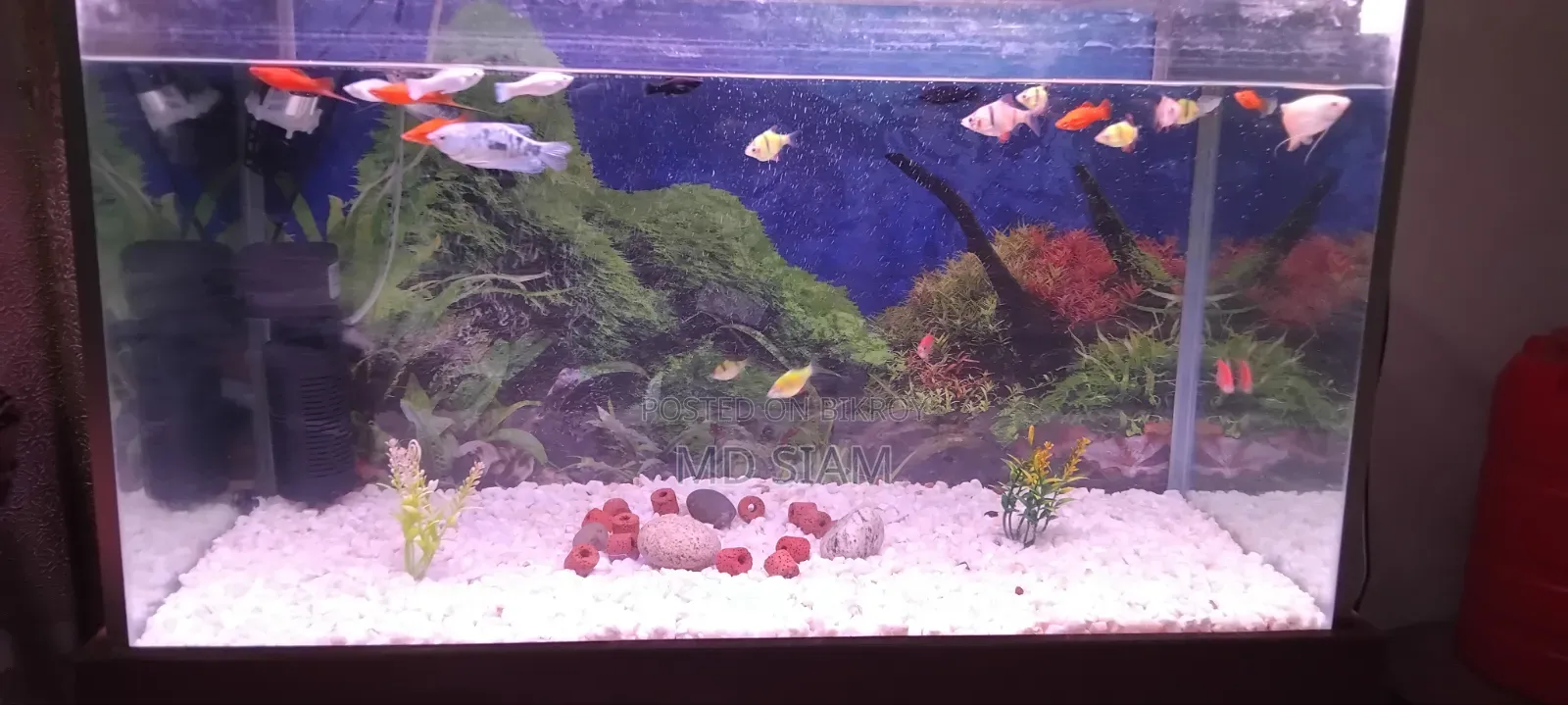 Fish Aquarium