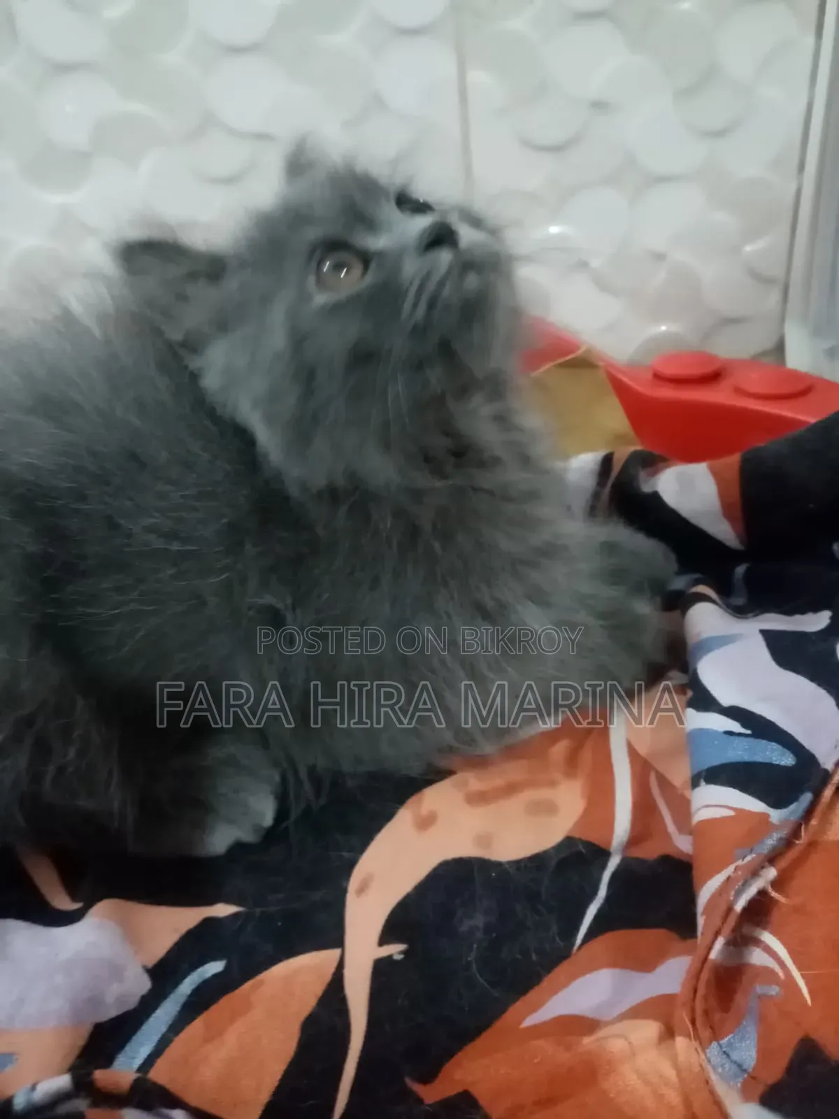 1-3 months Male Purebred Persian