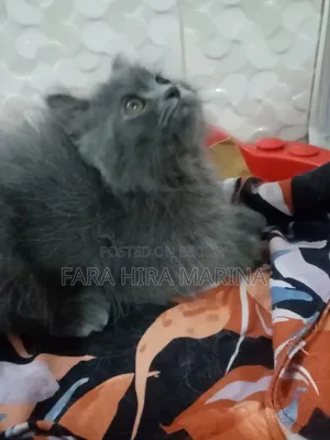 1-3 months Male Purebred Persian