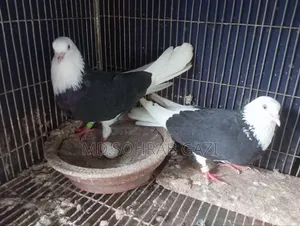 Gorra Pair