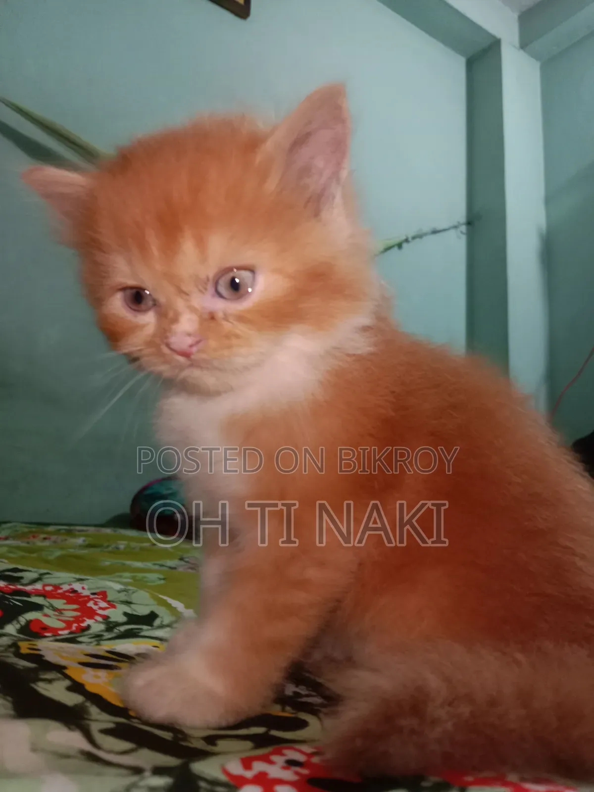 ১-৩ মাস বয়সী মেল পিওরব্রেড পার্সিয়ান