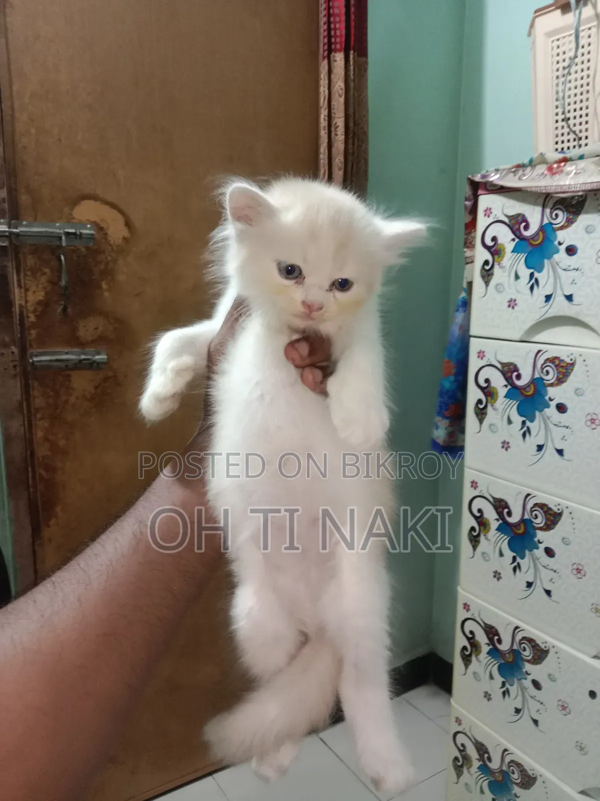 1-3 months Female Purebred Persian