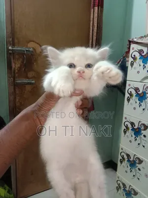 1-3 months Female Purebred Persian