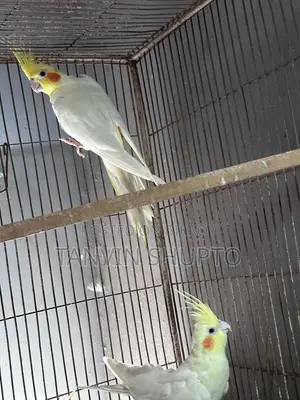 ককটেল ব্রিডিং পেয়ার